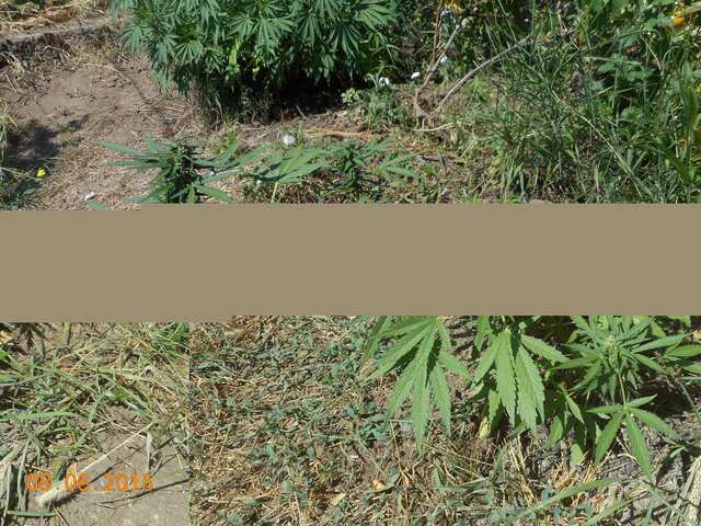 Auto Blueberry второе поколение