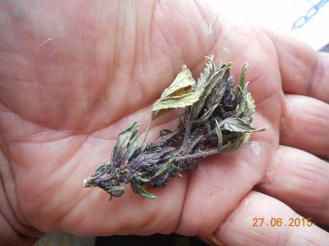 Purple Kush Feminised