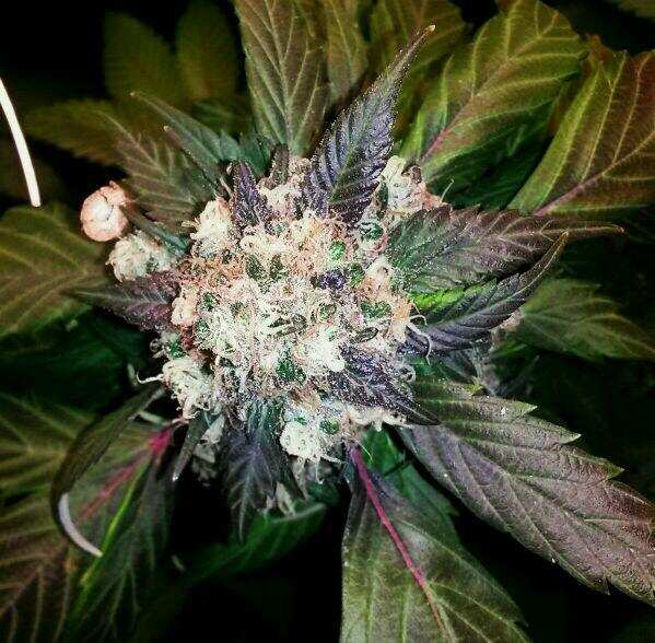 Purple #1