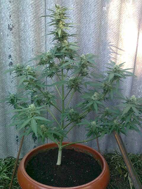 Auto Skunk lemon 45 days