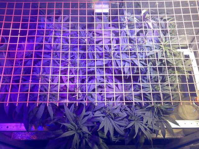 New York Diesel Feminised 50 дней