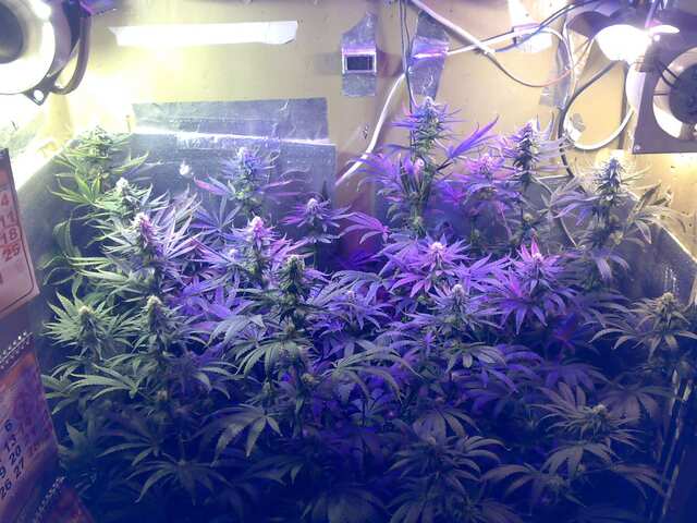 New York Diesel Feminised