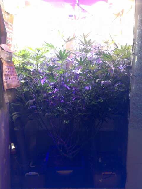 New York Diesel Feminised