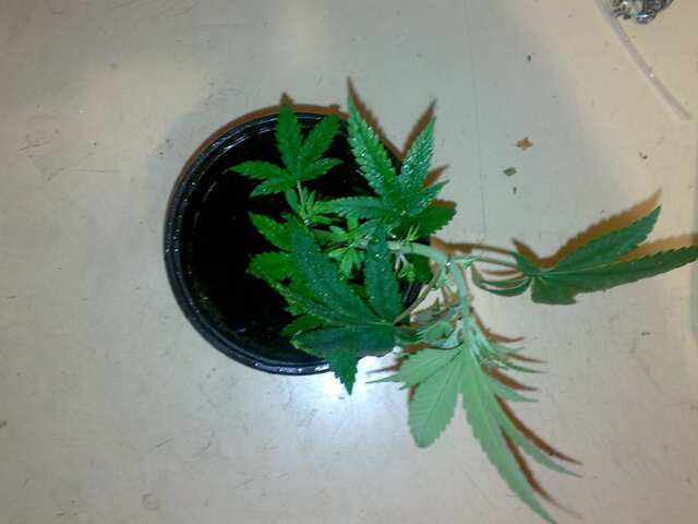 Клон New York Diesel Feminised 10 дней