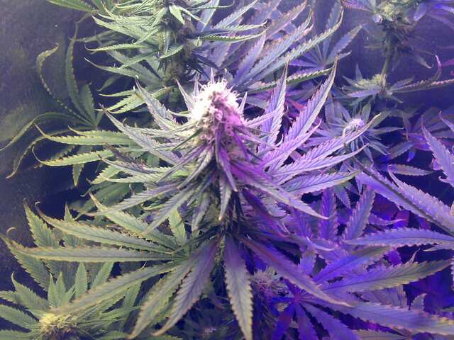 New York Diesel Feminised