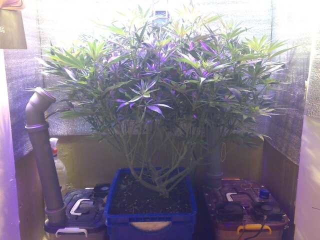 New York Diesel Feminised