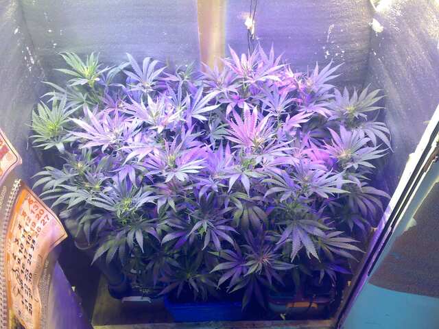 New York Diesel Feminised 65 дней