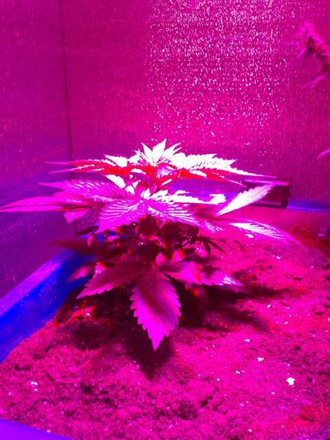 20 дней от каcки