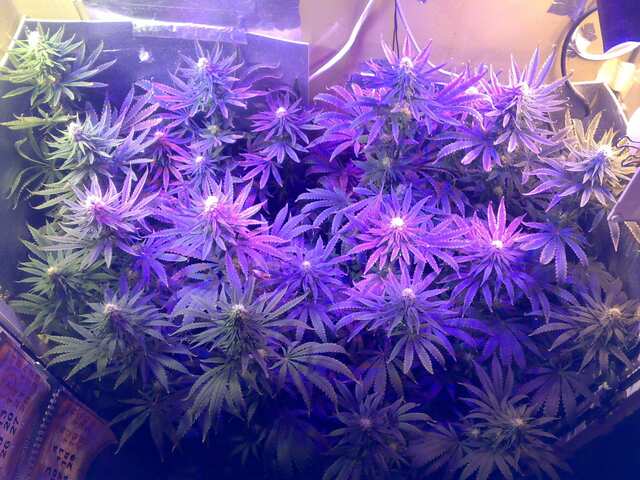 New York Diesel Feminised