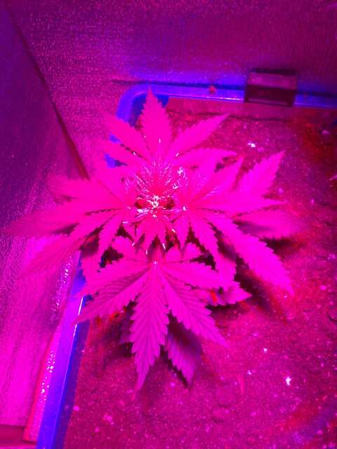 20 дней от каcки