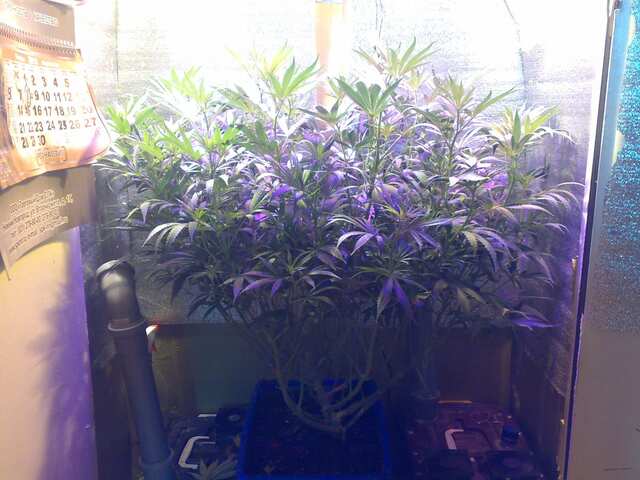 New York Diesel Feminised 65 дней