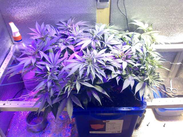 New York Diesel Feminised 40 дней