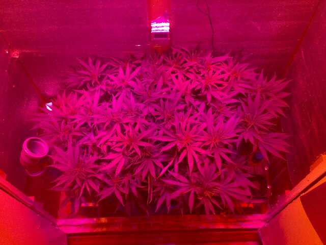 New York Diesel Feminised 55 дней