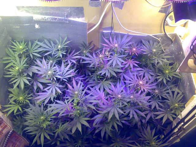 New York Diesel Feminised