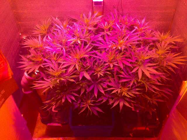 New York Diesel Feminised