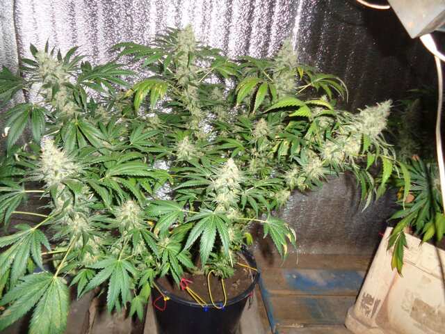 White widow