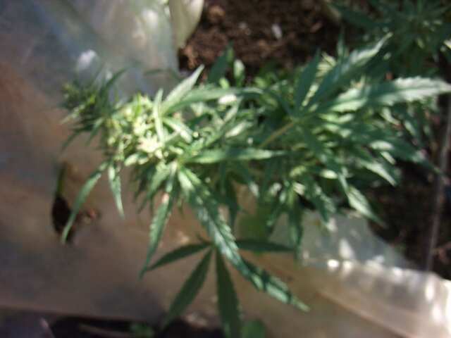 DSCF1241