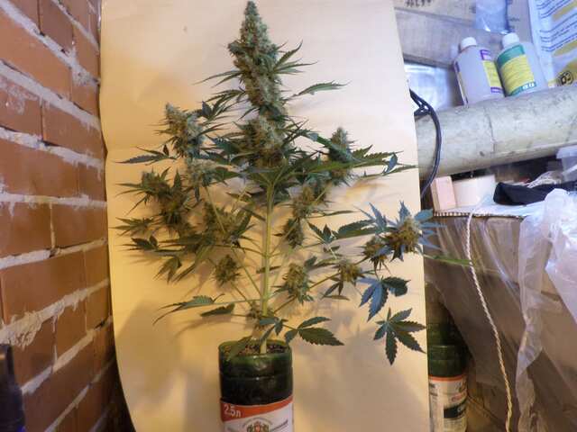 Auto Lowryder2