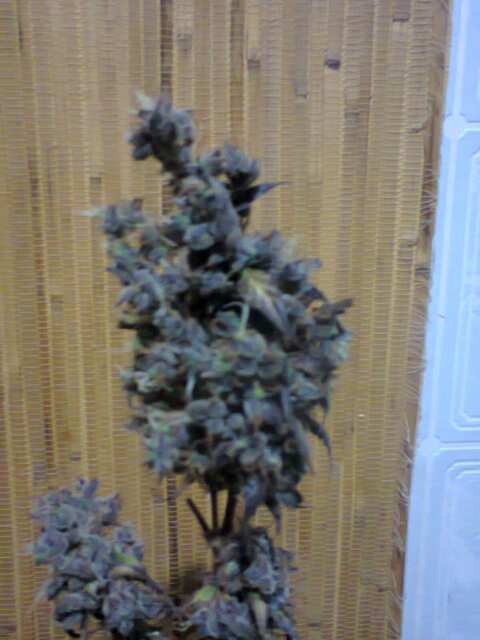 Auto Dr. Grinspoon Feminised