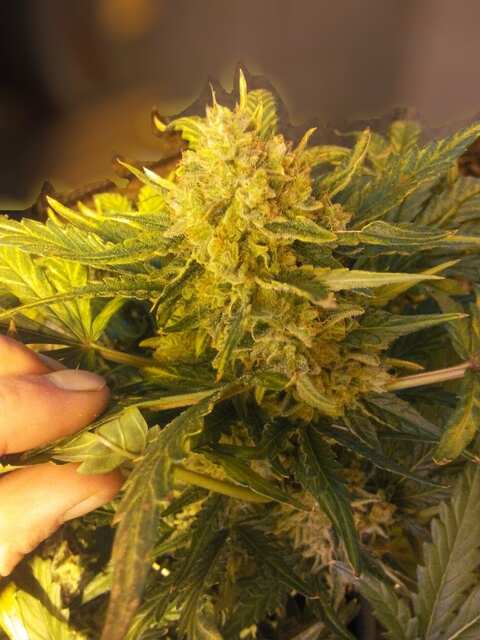 Pineapple Express (FastBuds)
