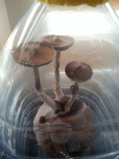 Баклашковый бокс )