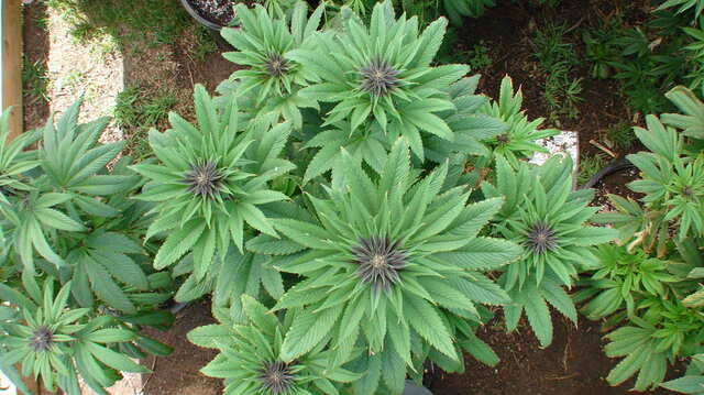 Pakistani Chitral Kush