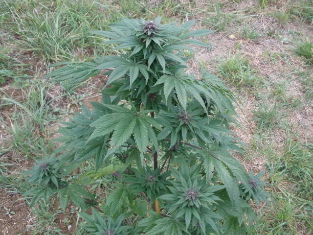 Pakistani Chitral Kush