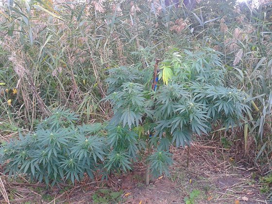 post 39254 0 18871900 1442928888