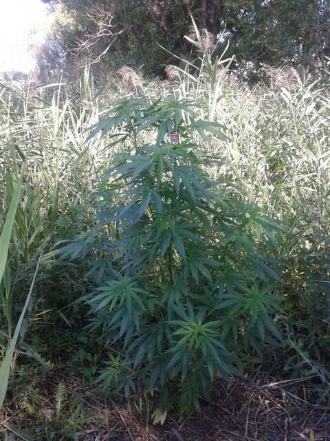 post 39254 0 96356900 1438521002