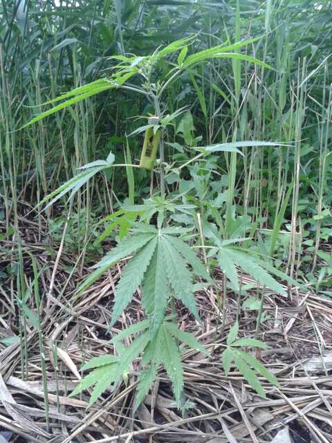 post 39254 0 46966100 1435578619