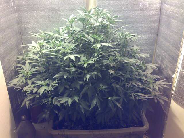 Early Skunk x AK Feminised