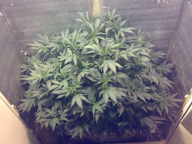 Early Skunk x AK Feminised