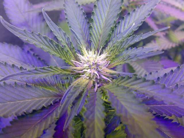 Early Skunk x AK Feminised