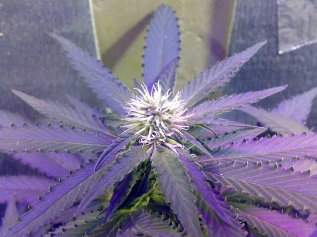 Early Skunk x AK Feminised