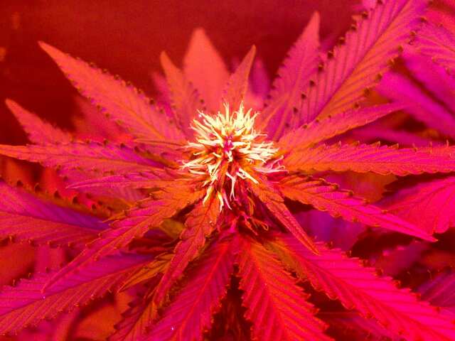 Early Skunk x AK Feminised