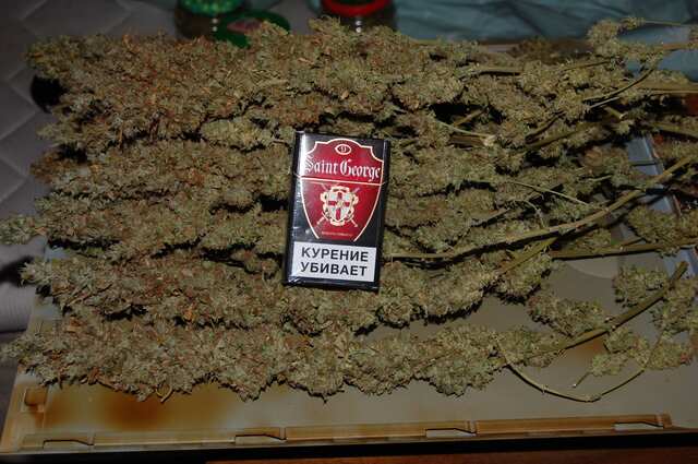 Super Skunk