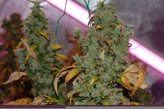 Super Skunk