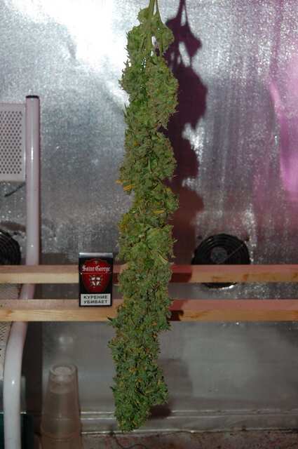Super Skunk
