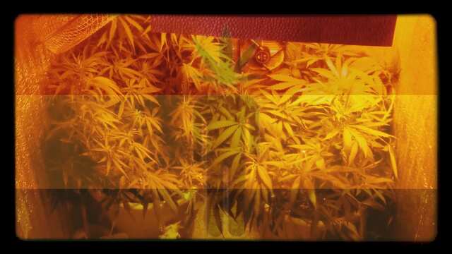 Мои Растишки