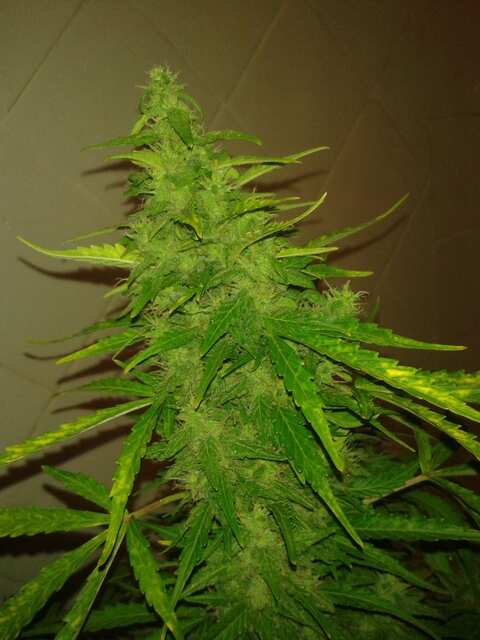 Auto Sweet Mango Feminised