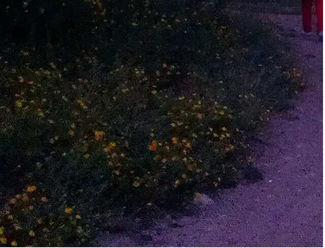 IMAG4494 1