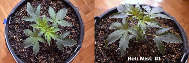 Kali Mist #1 // day 18