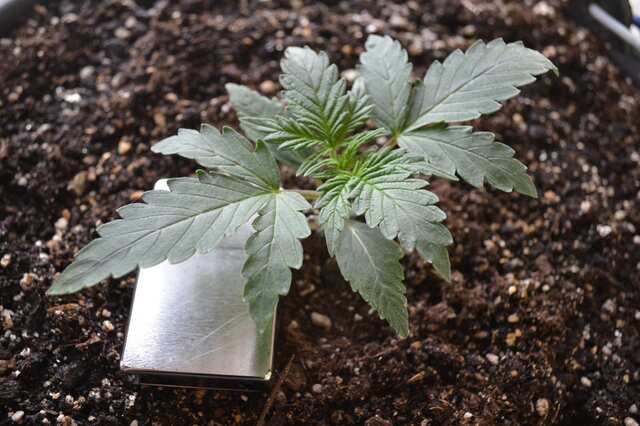 Kali Mist (auto) 1 // day 13