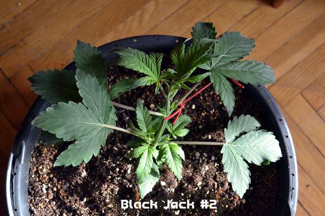 Black Jack #2 // day 20