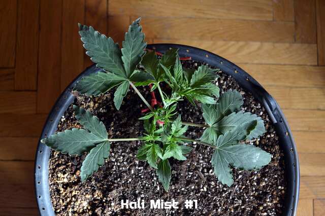 Kali Mist #1 // day 20