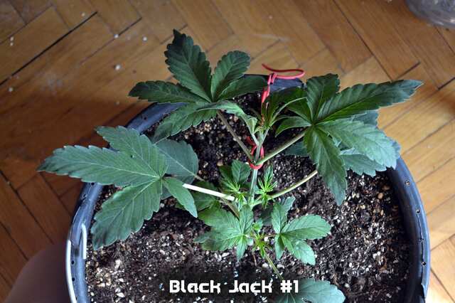 Black Jack #1 // day 20