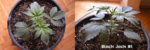 Black Jack #1 // day 18