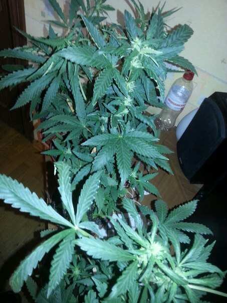 Black rus) 29 days