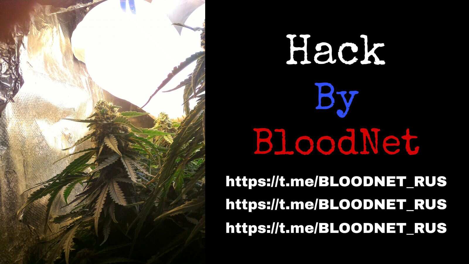 Второй гров. Sweet Tooth AutoFem. 