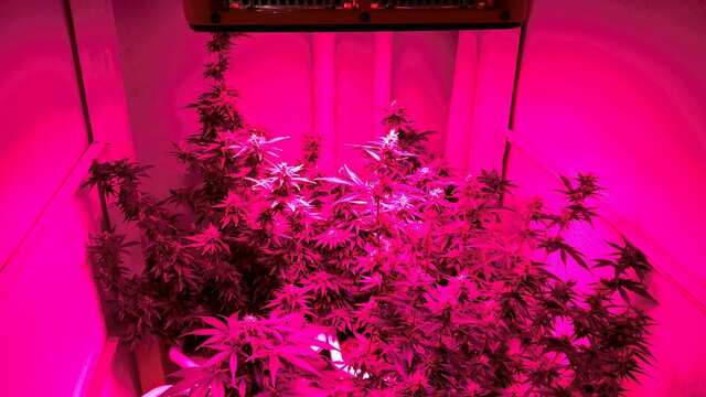 Сказочный лес)